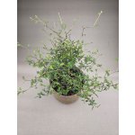 Sophora Prostrata Little – Zboží Mobilmania