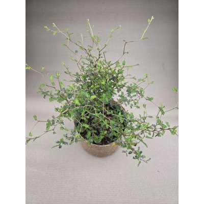 Sophora Prostrata Little – Zboží Mobilmania
