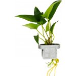 Anubias gracilis – Zbozi.Blesk.cz