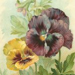 Skona Ting Papírový ubrousek Pansies – Hledejceny.cz