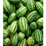 Mexická mini okurka - Zehneria scabra - prodej semen - 5 ks – HobbyKompas.cz