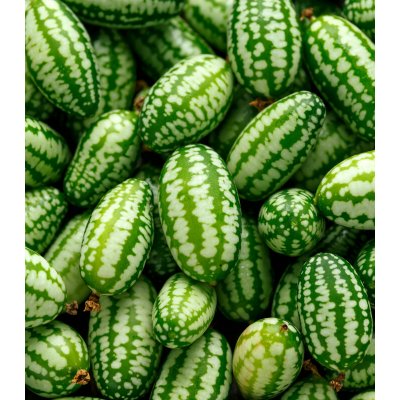 Mexická mini okurka - Zehneria scabra - prodej semen - 5 ks – HobbyKompas.cz