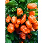 Semena Habanero Orange – Sleviste.cz