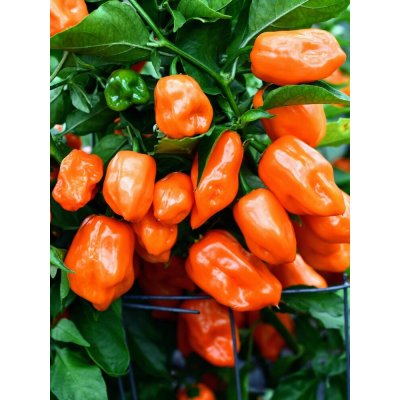 Semena Habanero Orange – Sleviste.cz