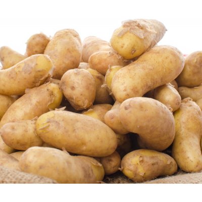 Sadbové brambory Ratte - Solanum tuberosum - 5 ks – Zboží Dáma