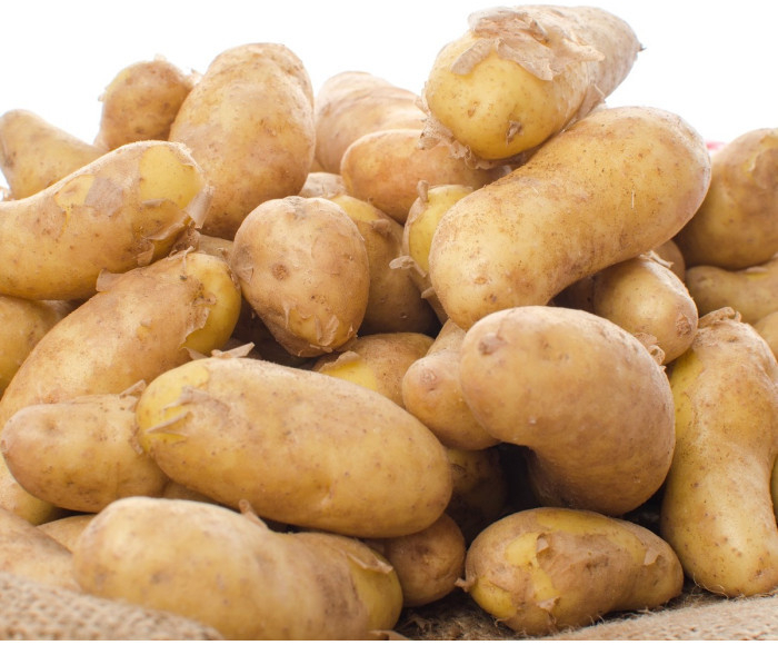 Sadbové brambory Ratte - Solanum tuberosum - 5 ks