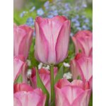 Tulipán 'Pink sound' 5 ks – Zboží Dáma