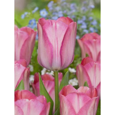 Tulipán 'Pink sound' 5 ks – Zboží Dáma