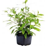 Hygrophila corymbosa Stricta – Zboží Dáma