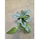 Scindapsus Moonlight – Zboží Dáma