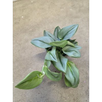 Scindapsus Moonlight – Zboží Dáma