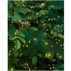 Vánoční osvětlení Sirius Svítící řetěz Fairy Light 200 LED Green