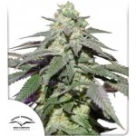 Dutch Passion AUTO Skywalker Haze semena neobsahují THC 3 ks – Sleviste.cz