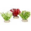 Akvarijní rostlina I--Z Europet Bernina Aqua Della Hottonia 10 cm zelená a červená