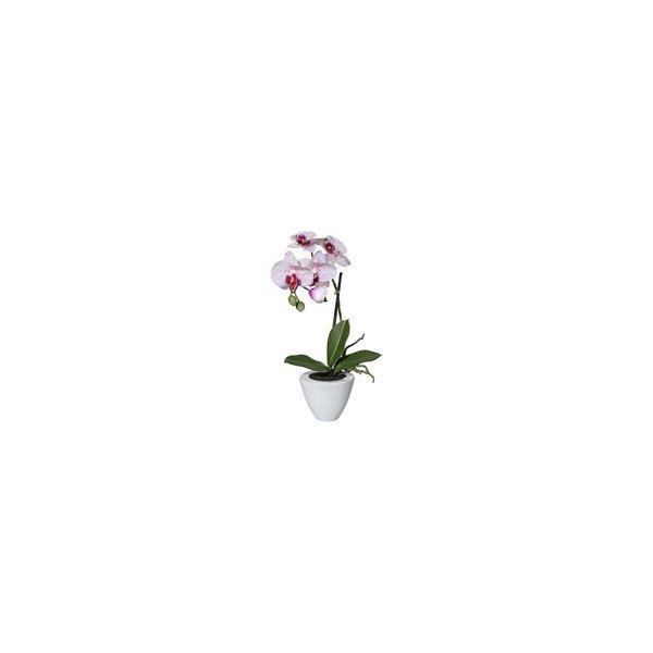 Květina Orchidej Phalenopsis 36cm lila - Gasper