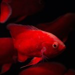 Ontario Herb Cat Chicken with Mackerel 80 g – Sleviste.cz