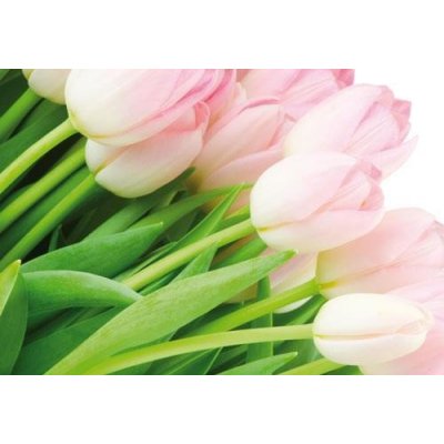 Impol Trade 8-018 vliesová fototapeta růžové tulipány rozměr 368 cm x 254 cm – Zboží Mobilmania