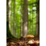 Pohlednice Hříbek – Hledejceny.cz