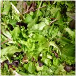 Mix orientálních salátů semena salátu 50 ks – Zbozi.Blesk.cz