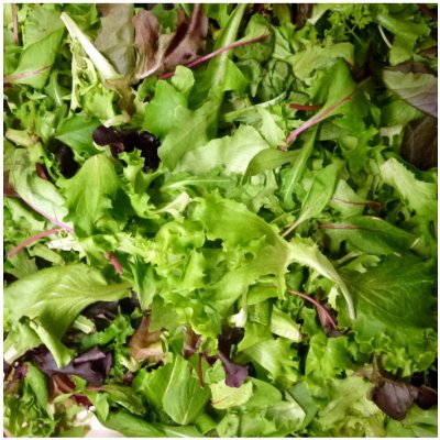 Mix orientálních salátů semena salátu 50 ks – Zbozi.Blesk.cz