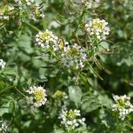 Potočnice lékařská Nasturtium officinale semena 250 ks – Zboží Dáma