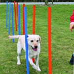 Trixie agility slalom tyče 12ks – Zbozi.Blesk.cz