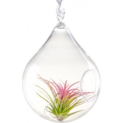 DT GLASS Aerárium SLZA pro rostlinku tilandsie se stojanem 80 mm – Zboží Mobilmania