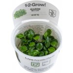 Anubias barteri mini coin – Zboží Dáma