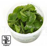 Nymphoides sp. Taiwan – Zboží Dáma