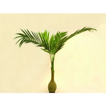 Palma s baňkovým kmenem 240 cm