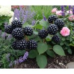 Ostružník beztrnný 'Black Diamond' balkónový – Hledejceny.cz