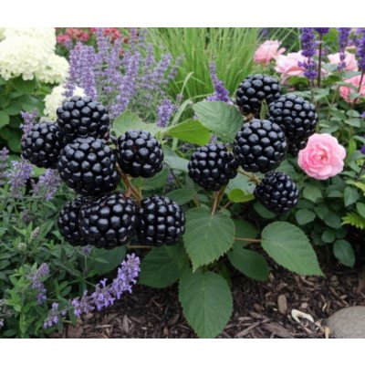 Ostružník beztrnný 'Black Diamond' balkónový – Hledejceny.cz