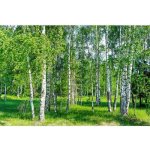 Dimex MS-5-0100 vliesová fototapeta na zeď Březový háj rozměry 375 x 250 cm – Hledejceny.cz