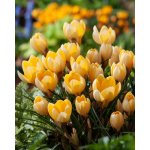 Krokus 'Romance' 10 ks – Sleviste.cz