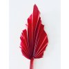 Květina Sušina Palm spear červená