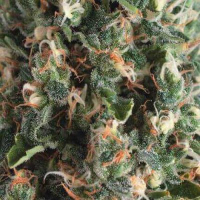 Pyramid Seeds AUTO Super OG Kush semena neobsahují THC 5 ks – Zboží Mobilmania