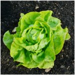 BIO Salát hlávkový máslový Sylvesta - Lactuca sativa - bio semena salátu - 100 ks – Zboží Mobilmania