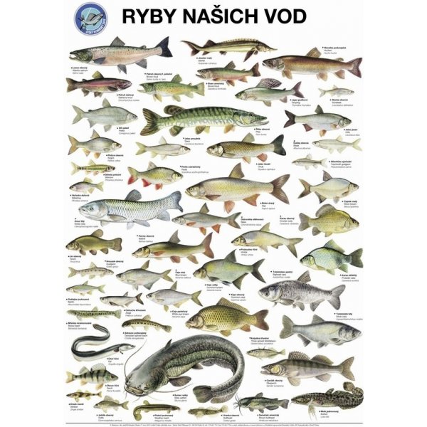 Plakát Plakát Ryby našich vod s lištami na pověšení