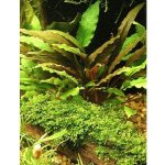 Cryptocoryne axelrodii – Zboží Dáma