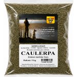 KH Caulerpa zelené mořské řasy 5 kg – Hledejceny.cz