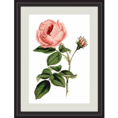 Obrázek růžová provence růže A4 (210 x 297 mm): A4 – Zbozi.Blesk.cz