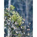 Kniha Tajný život stromů. Co cítí, jak komunikují - objevování fascinujícího světa - Peter Wohlleben výpravné vydání