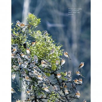 Tajný život stromů. Co cítí, jak komunikují - objevování fascinujícího světa - Peter Wohlleben výpravné vydání
