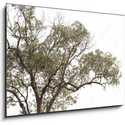 Skleněný obraz 1D - 100 x 70 cm - tree isolated on white background. strom izolovaných na bílém pozadí. – Hledejceny.cz