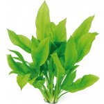 Echinodorus bleheri - Šípatkovec bleheri – Zboží Mobilmania