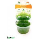 Eleocharis parvula – Sleviste.cz