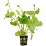 Hydrocotyle leucocephala – Zboží Dáma