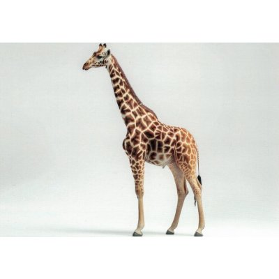 Pohlednice Žirafa 1 – Zboží Dáma