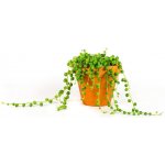 Gardners Senecio rowleyanus, průměr 6 cm Starček, Starček převislý – Zboží Mobilmania