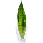 Gardners Sansevieria trifasciata Moonshine - řízek k zakořenění Sanseveria, Tchýnin jazyk, Tenura – Zbozi.Blesk.cz